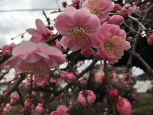 4CA63FBE-3782-42AE-AB47-0F48B8B916F5.jpg