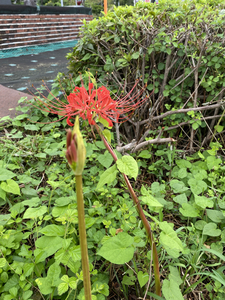 B5E51E4F-A807-41ED-B36E-EFD6960645C0.jpg