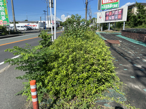 BF58465A-4DD8-4BCD-B909-F4B06611211E.jpg